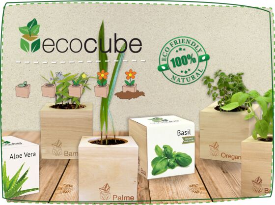 Eco Cube - Plant in a Box  Wholesale Promotional Plant Pots