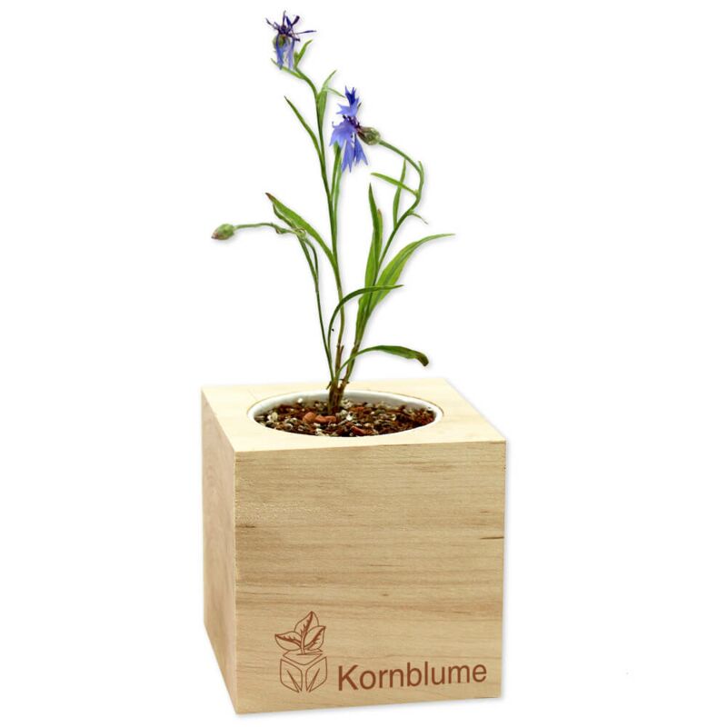 Kornblume - Feel Green - We create nature