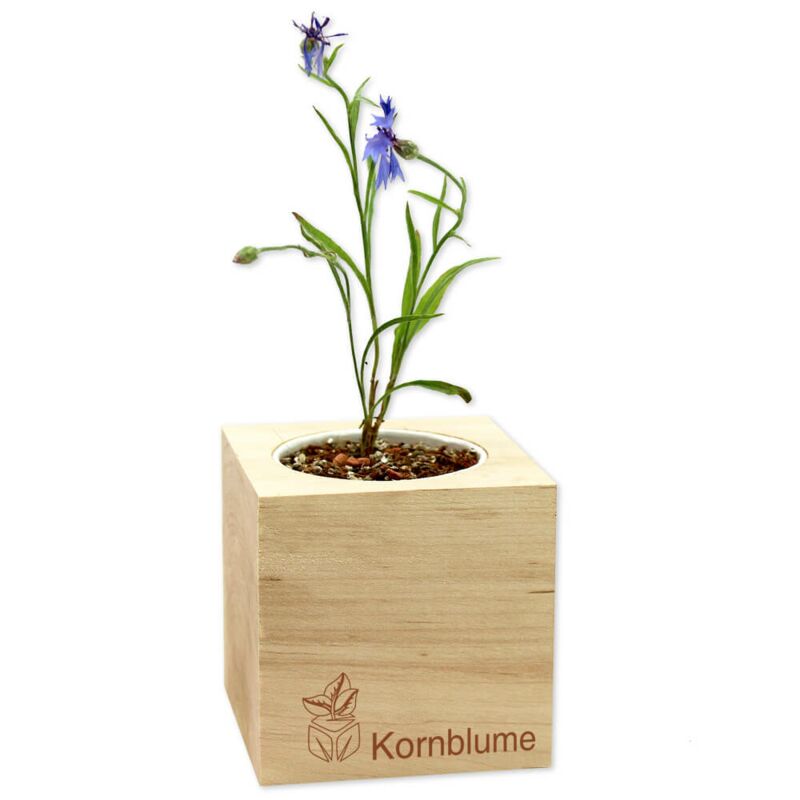 We - Feel nature - Kornblume create Green