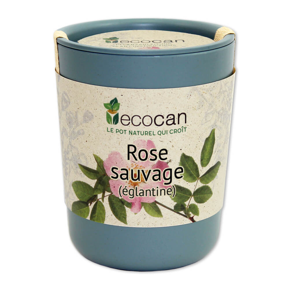 Rose sauvage (églantine) Feel Green We create nature — free download