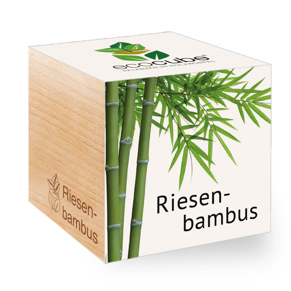 Riesenbambus - Feel Green - We create nature