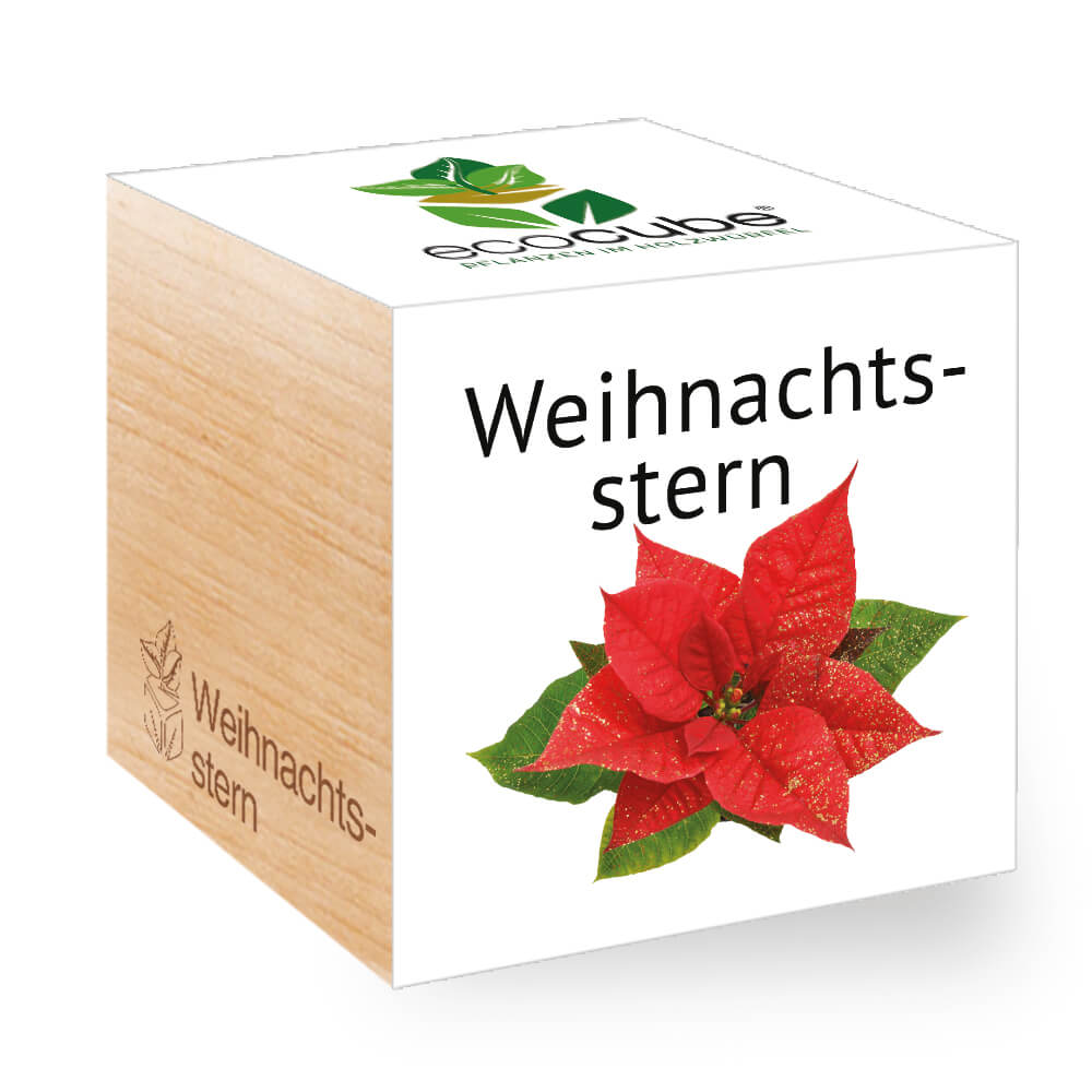 Weihnachtsstern - Feel Green - We create nature