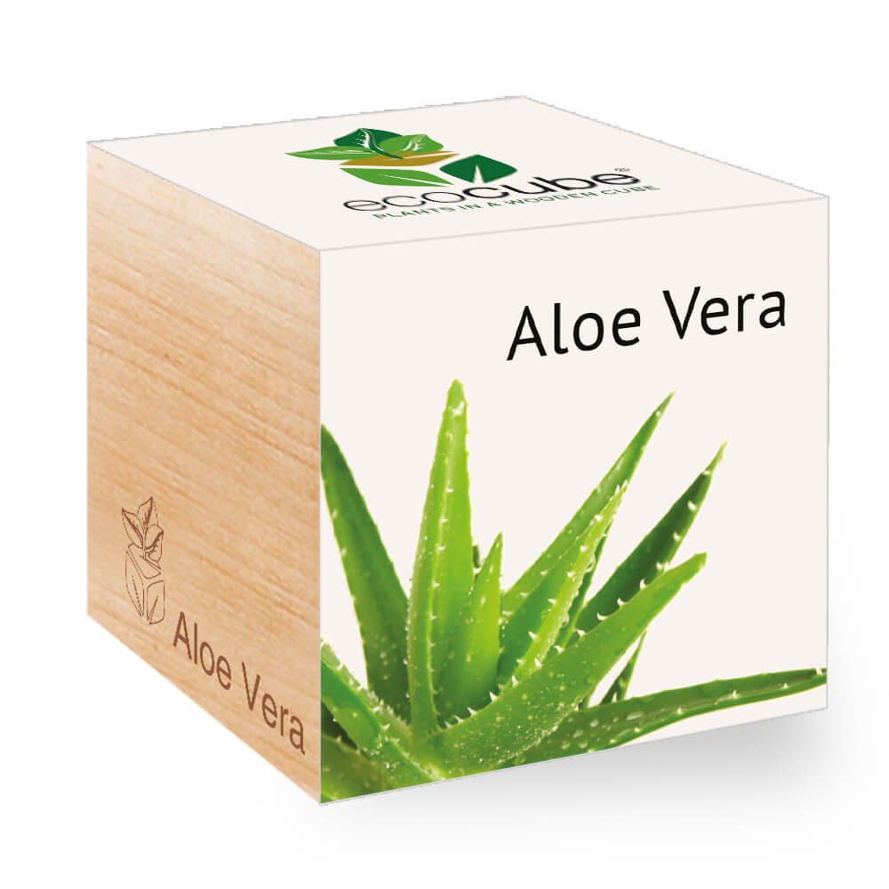 aloe vera painting Aloe main image 0