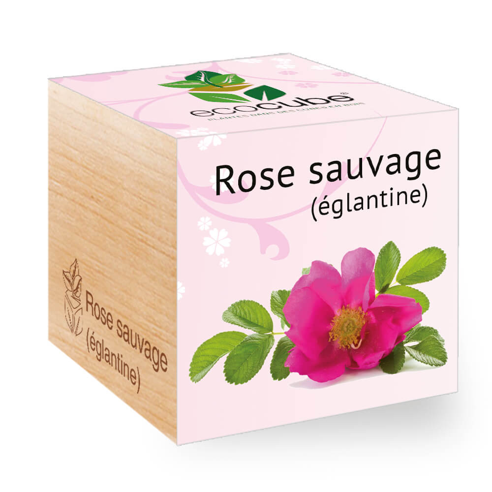 Rose sauvage (églantine) Feel Green We create nature — free download