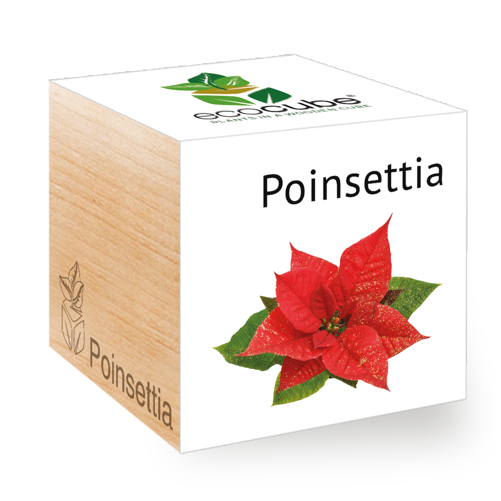 Poinsettia