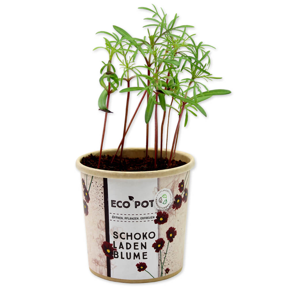 Schokoladenblume - Feel Green - We create nature