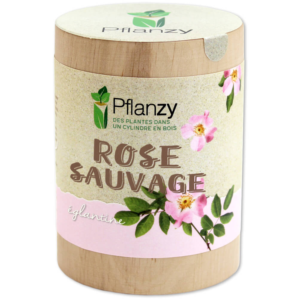 Rose sauvage (églantine) Feel Green We create nature — free download